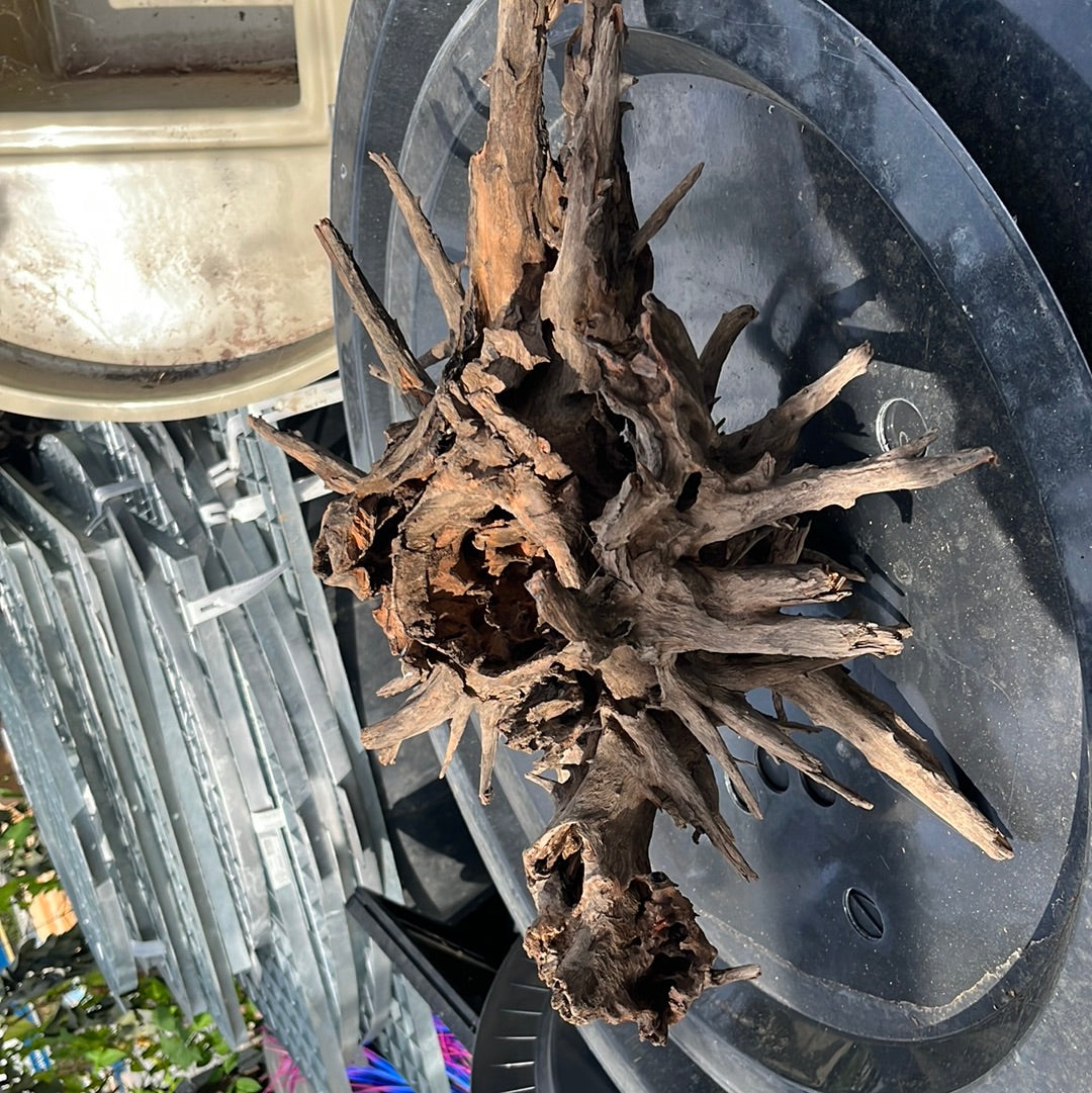 Corbo Catfish Root