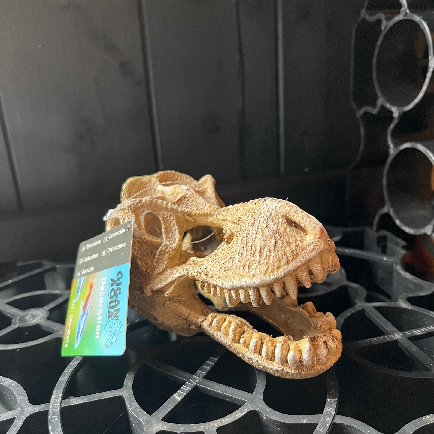 Skull 572