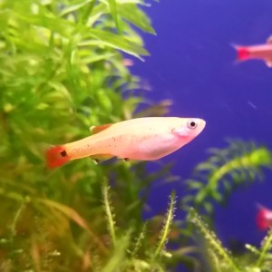 White Cloud Mountain Minnow