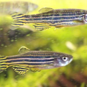 Assorted Danios