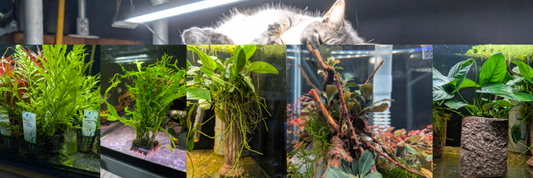 Epiphytes: the BEST beginner aquarium plants