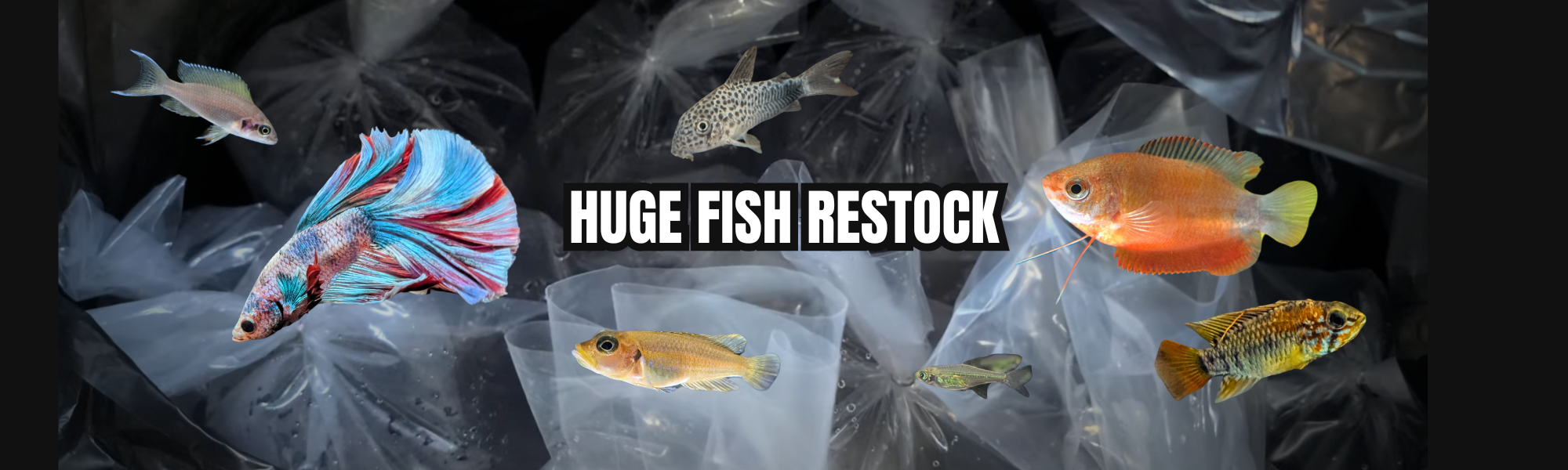 Fish Restocking Huge Fish Restock! New Tropical Fish at Pond Life Aquatics