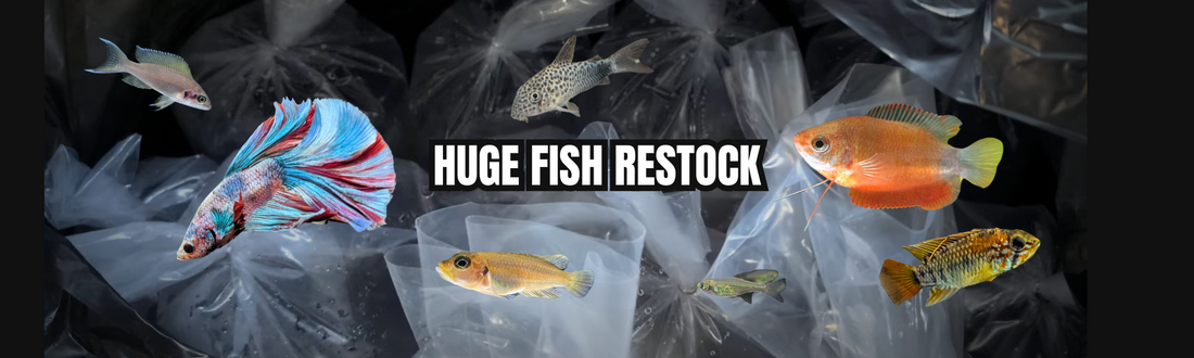 New tropical fish in stock 