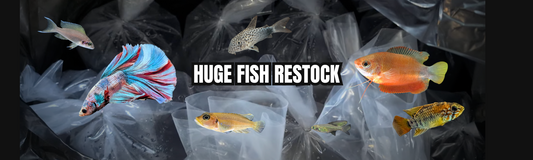 New tropical fish in stock 