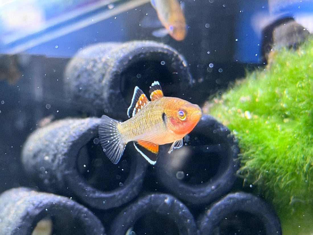 Fresh Arrivals: Empire Gudgeon, Ember Tetra, Kitty Tetra, Diamond Tetra & Daisy's Rice Fish