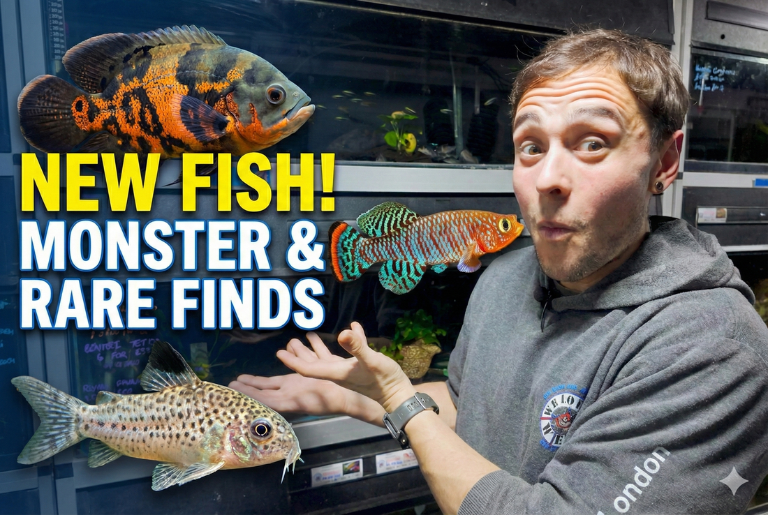 Rachovi Killifish, Santa Cruz Corys & Hand-Picked Arrivals | December 12th Stock Update