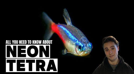 Neon Tetra: The Ultimate Care Guide