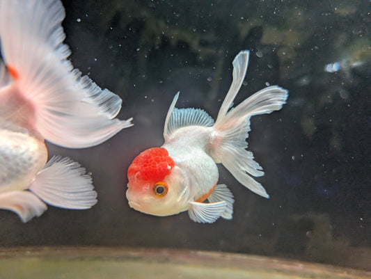 The Pond Life Aquatics Weekly Stock Update: September 5th