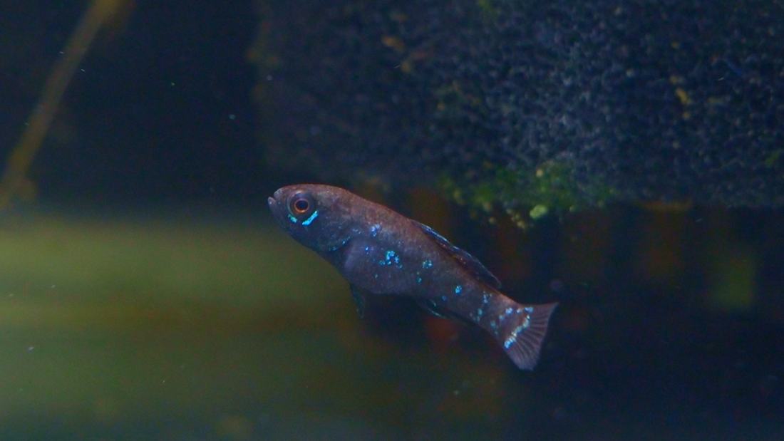 The Pond Life Aquatics Weekly Stock Update: November 14th, 2025