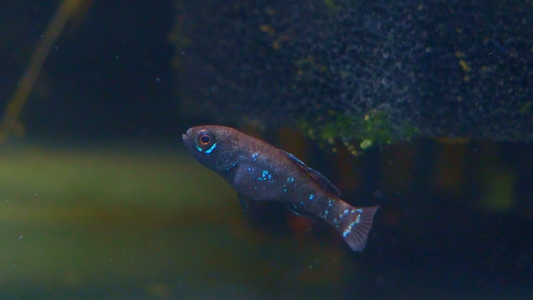 The Pond Life Aquatics Weekly Stock Update: November 14th, 2025