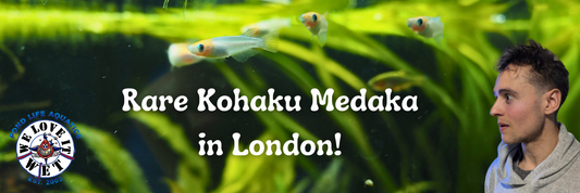 Exciting New Arrivals: Rare Kohaku Medaka Rice Fish & Premium Hardscape at Pond Life Aquatics