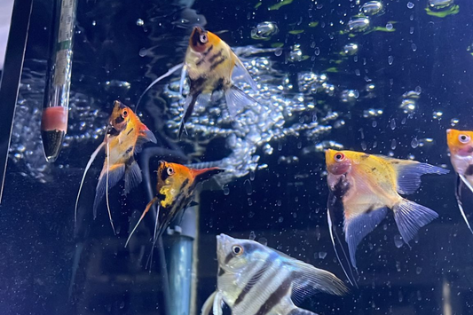 Red Devil Angel Fish, dedicated Barb tanks, and best Bettas in London?