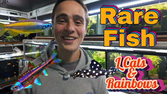 The Pond Life Aquatics Weekly Stock Update: October 25th, 2025