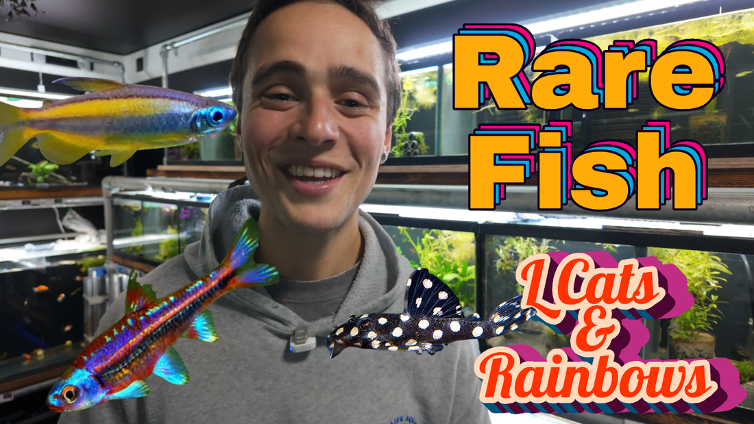 The Pond Life Aquatics Weekly Stock Update: October 25th, 2025