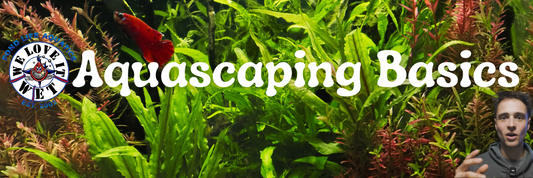 Back to basics: Aquascaping