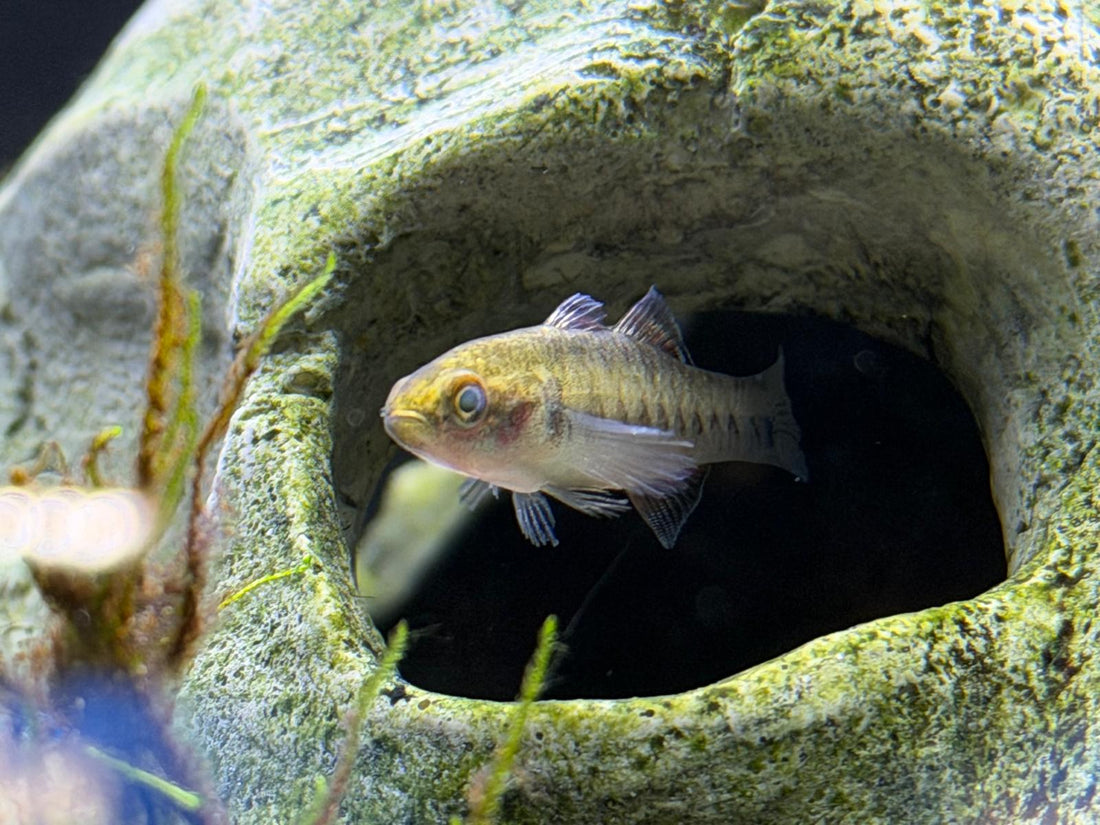 The Pond Life Aquatics Weekly Stock Update: November 7th, 2025