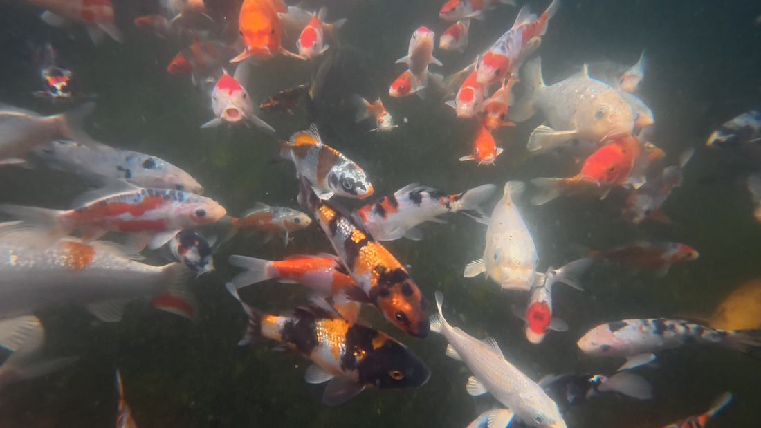 Why Spring Kills More Pond Fish Than Any Other Season