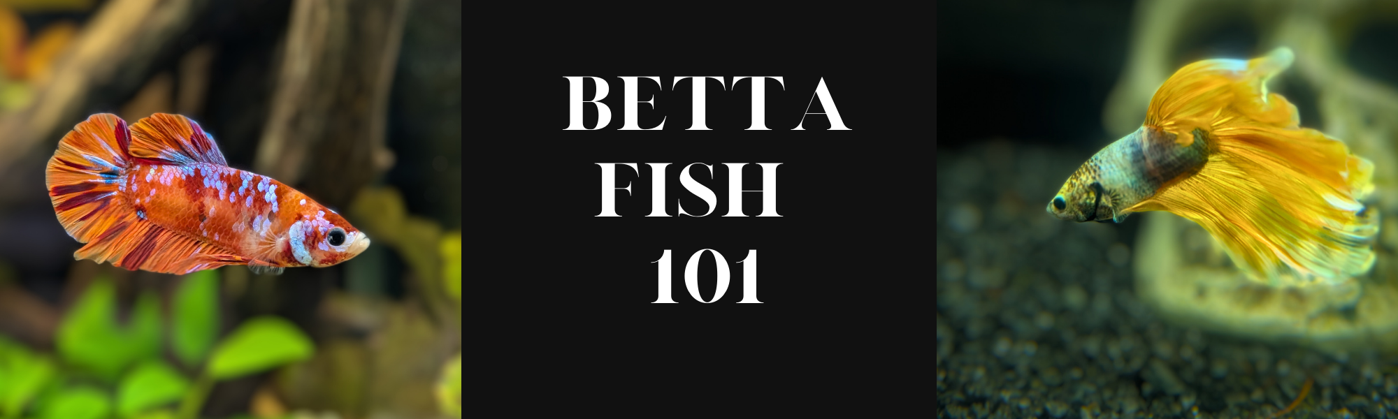 Betta Fish - A Complete Guide – Pond Life Aquatics