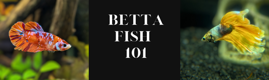 Betta Fish - A Complete Guide