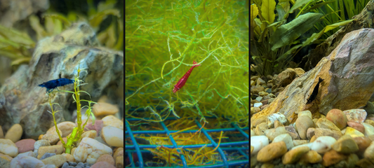 Cherry Shrimp 101- From History to Health