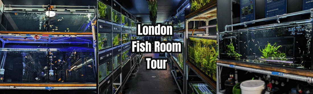 fish room tanks