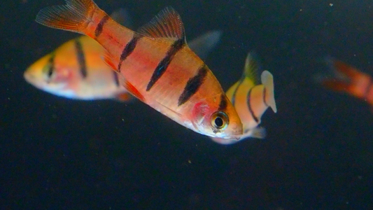 Weekly Stock Tour: L191 Royal Pleco, Shell Dwellers & We Made PFK Top 40!