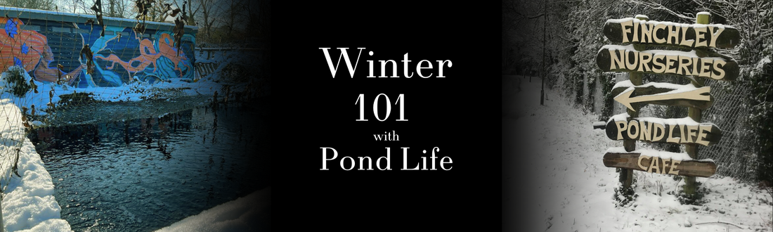 Pond Life's Winter Pond-Keeping Tips