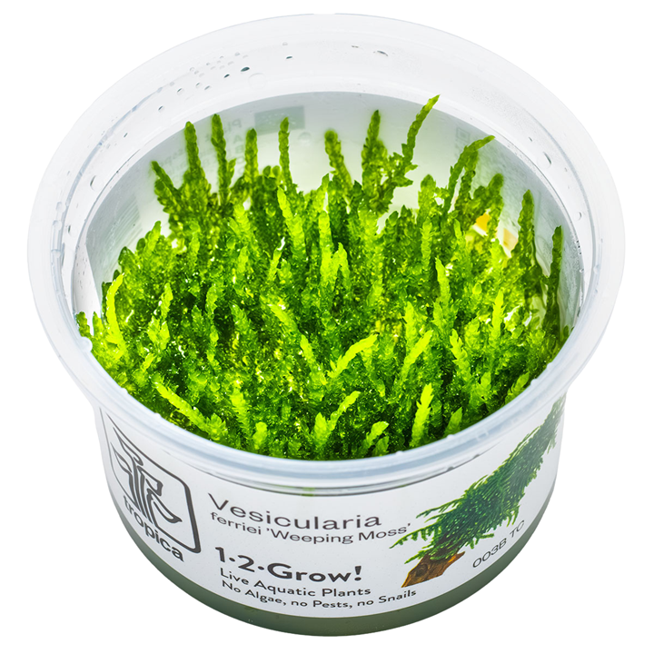 Tropica Vesicularia ferries ‘Weeping Moss’ 1-2-Grow!