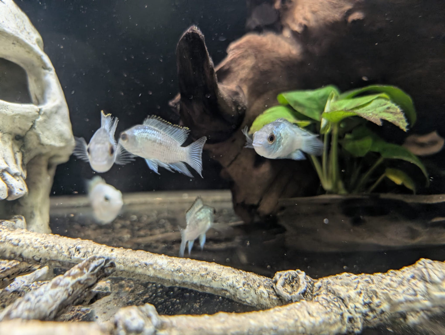 Metallic Blue Acara