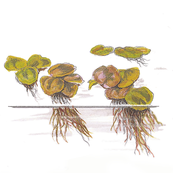 Tropica Phyllanthus fluitans ‘Red Root Floater’ 1-2-Grow!