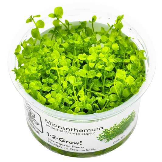 Tropica Micranthemum tweediei 'Monte Carlo' 1-2-Grow!