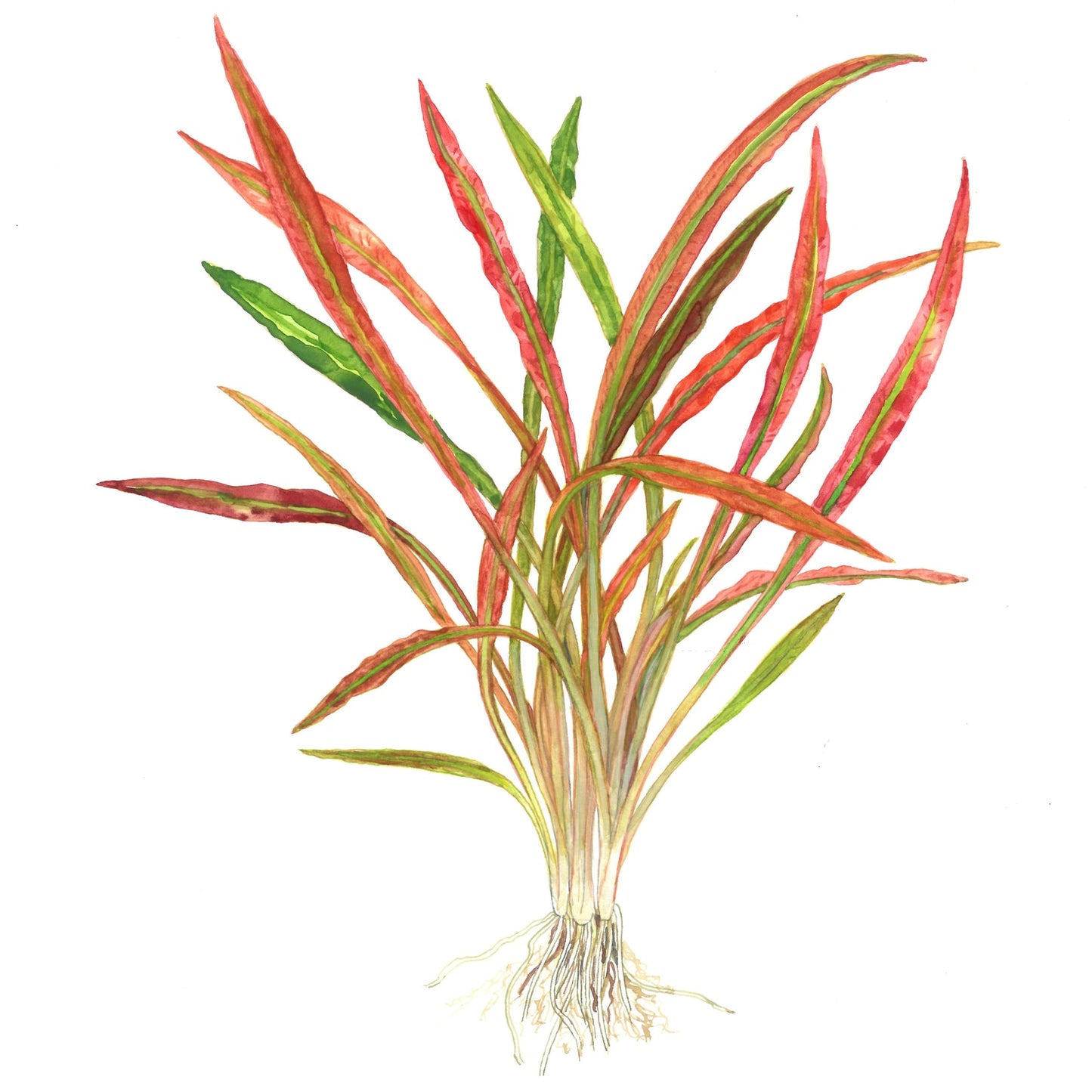 Aquafleur Cryptocoryne spiralis Tiger Easy Grow