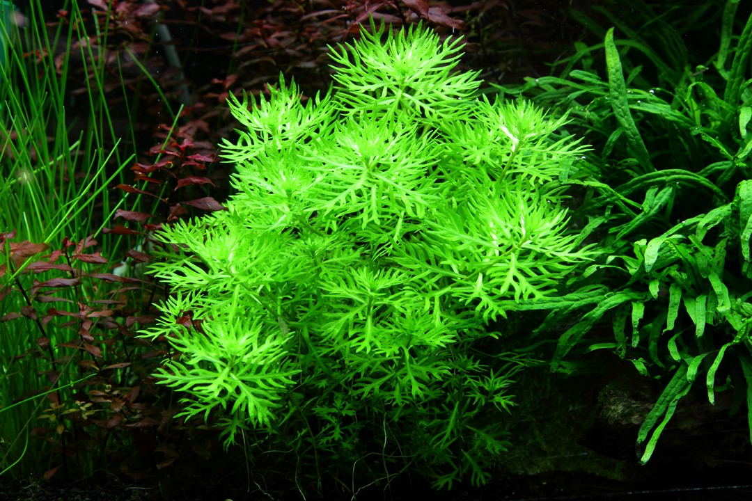 Tropica Hottonia palustris 1-2-GROW