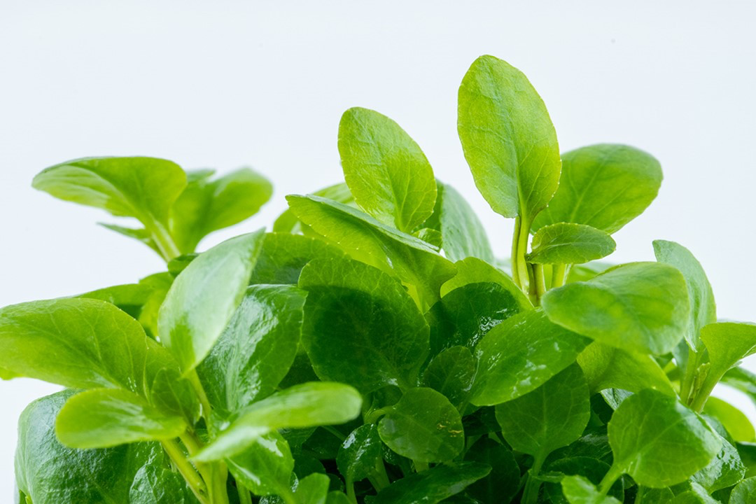 Tropica Lobelia cardinalis 'Mini' 1-2-GROW
