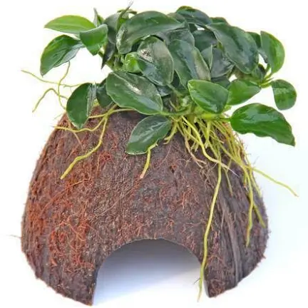 Anubias on Coconut Shell