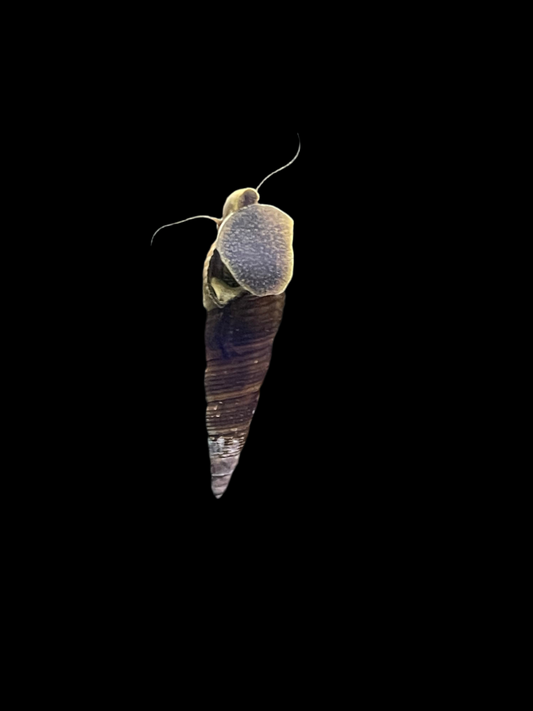 Yellow Rabbit Snail