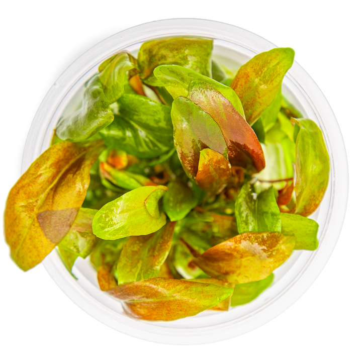 Tropica Lysimachia Parvifolia ‘Red’ 1-2-Grow!