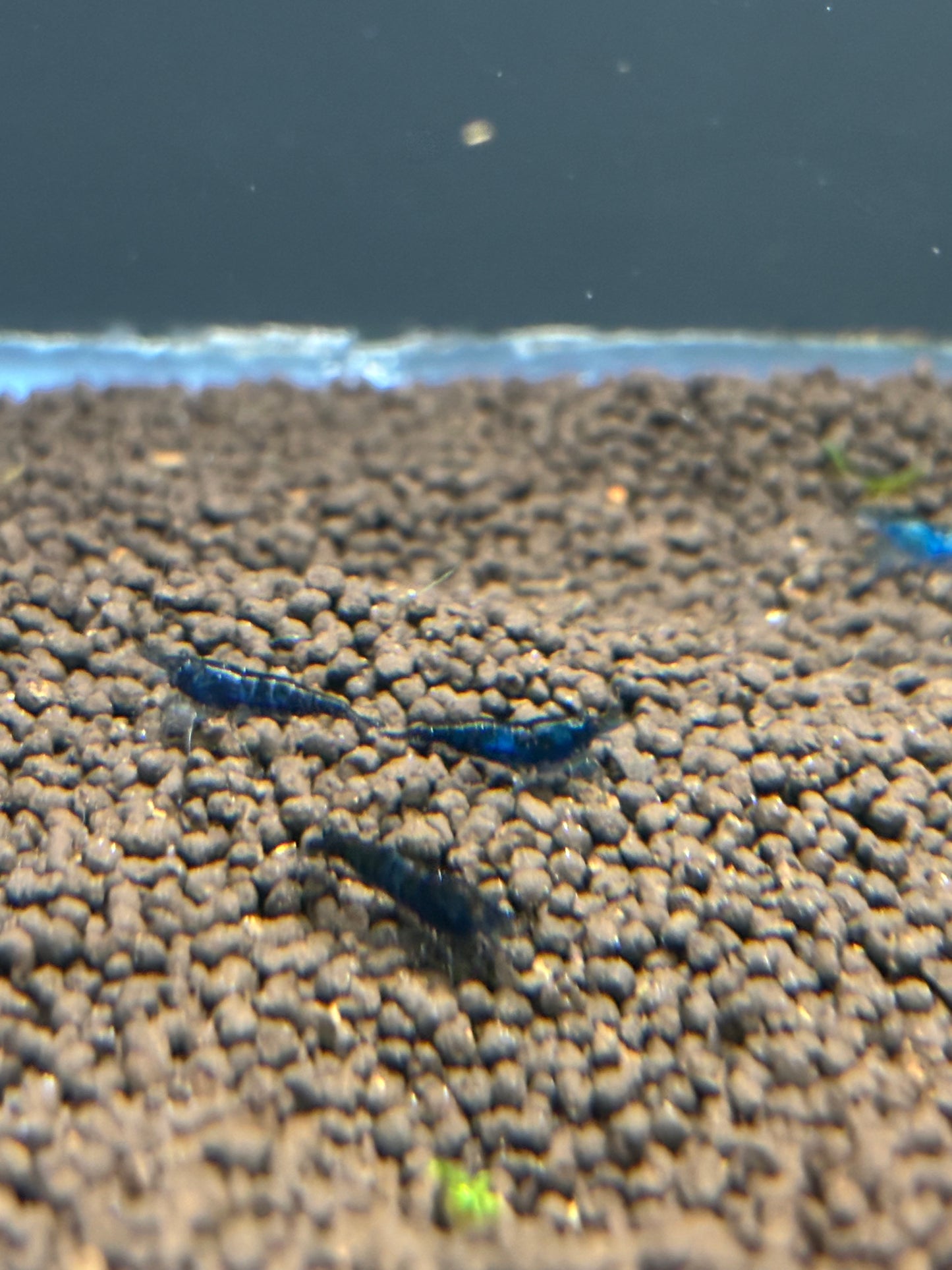 Blue Rilli Stripe Shrimp