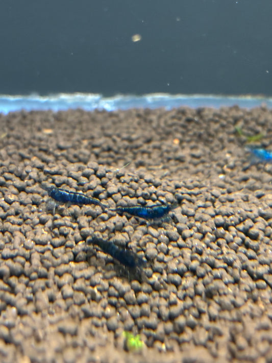 Blue Rilli Stripe Shrimp