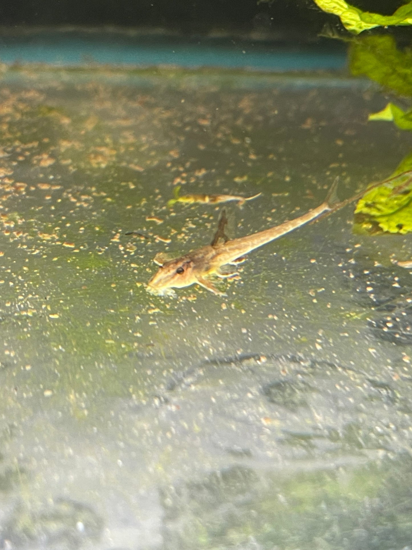 Red Lizard Whiptail Catfish