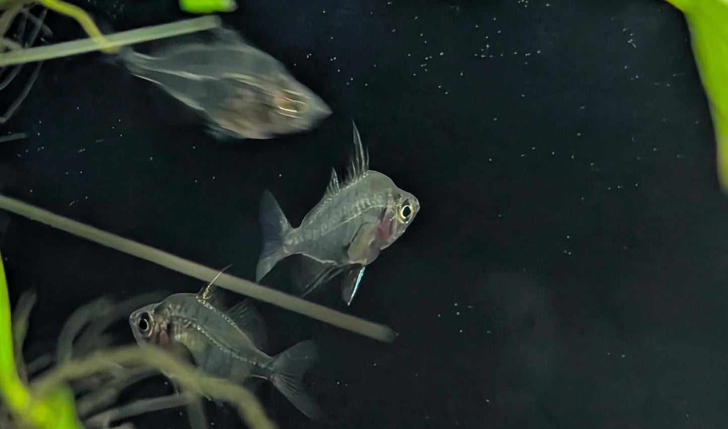 Indian Glassfish