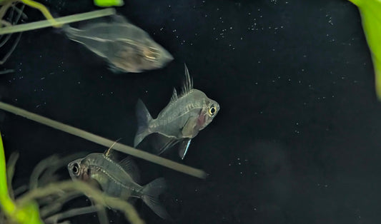 Indian Glassfish