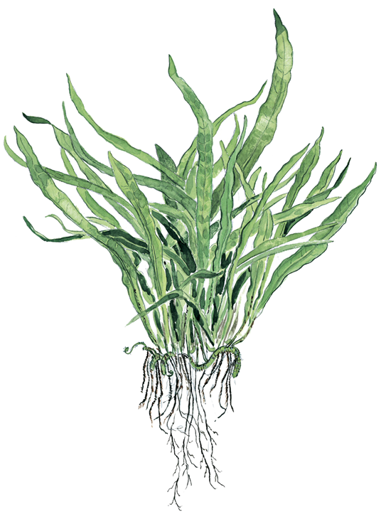 Tropica Microsorum pteropus ‘Narrow’ 1-2-Grow!