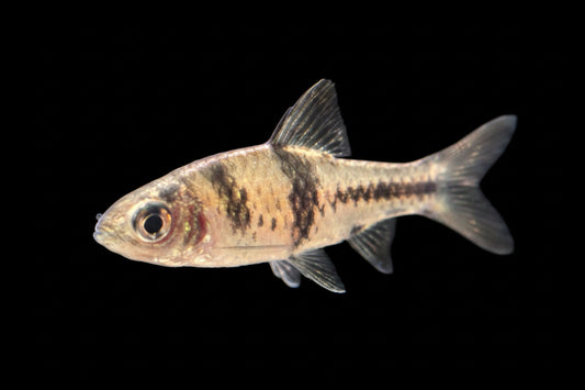 Spanner Barb