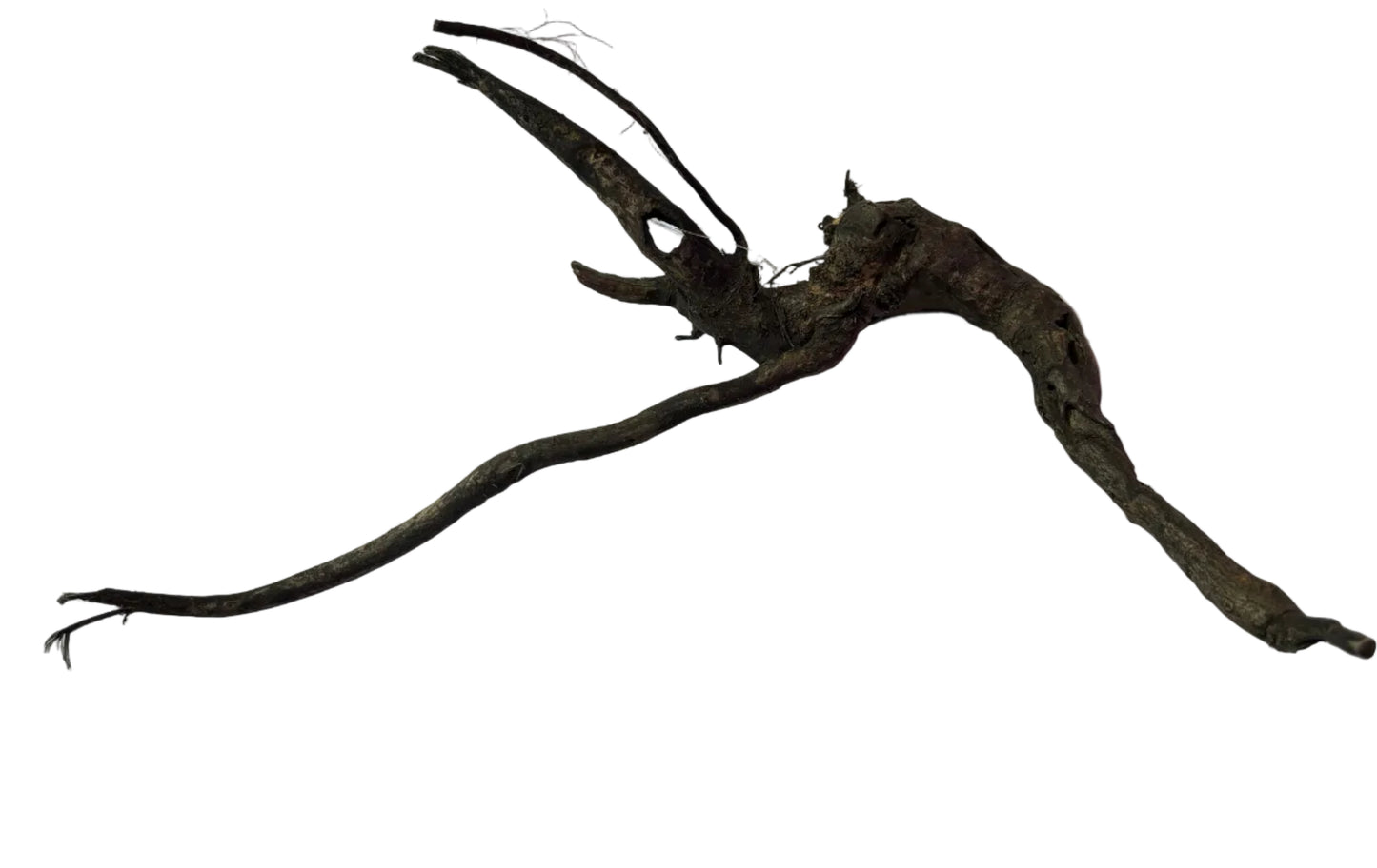 Black Moor Root Wood