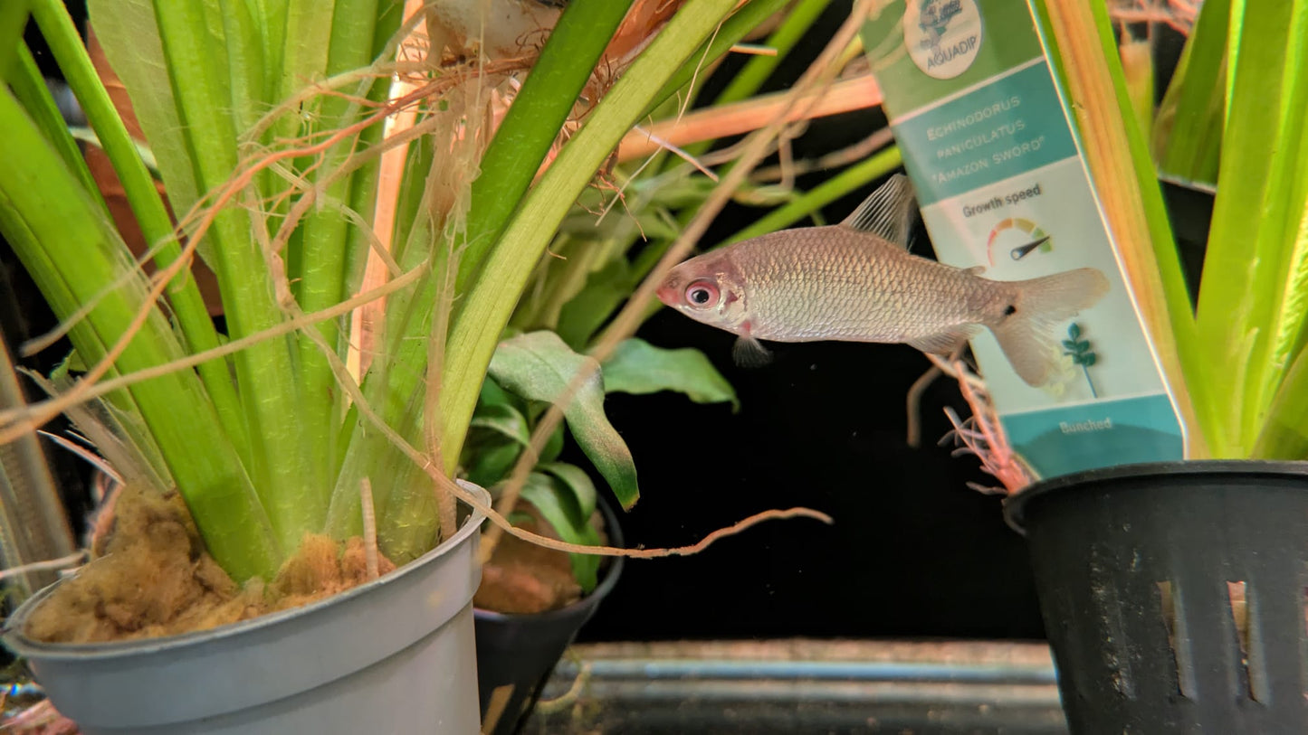 Distichodus Lefini