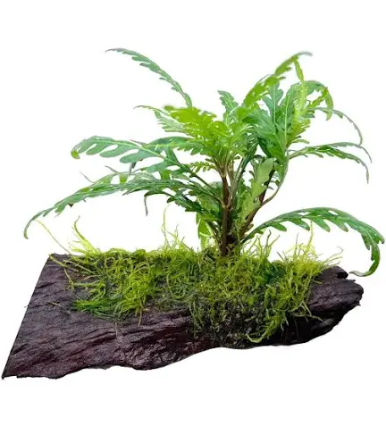 3 Plants on Bogwood (Anubias, Moss & Java Fern)