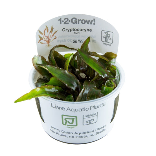 Tropica Cryptocoryne Nurii 1-2-Grow!