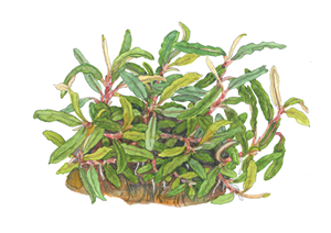 Tropica Bucephalandra sp. ‘Needle Leaf’ 1-2-Grow!