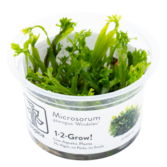 Tropica Microsorum pteropus ‘Windeløv’ 1-2-Grow!